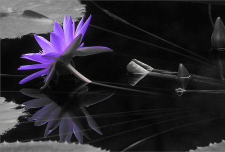 Reflection of violet lotus - flowers, style, nice, colors, beauiful