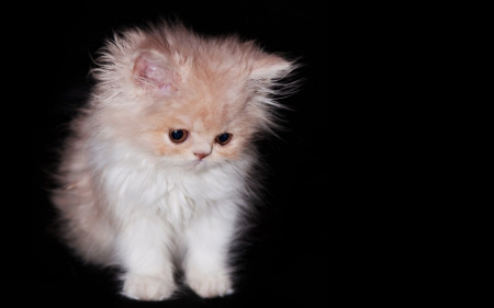 White Kitten - white, cute, baby, kitten, cat