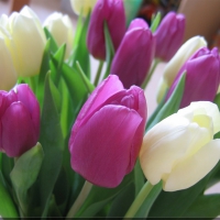 Lovely Tulips