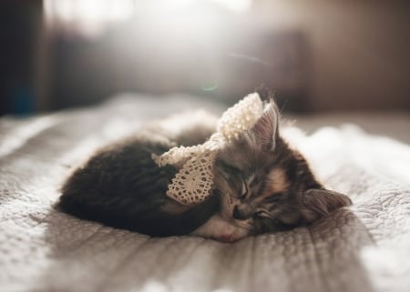 Cat - paws, face, pretty, cute, animals, beautiful, cat, sleeping, kitty, cats, kitten, hat, lovely, cat face