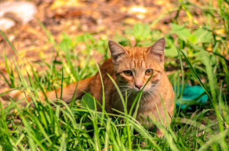 Cat - hat, pretty, cat face, beautiful, lovely, paws, cat, kitten, cute, cats, face, sleeping, animals, kitty