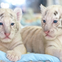 White tigers