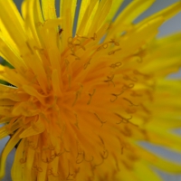 Yellow Macro