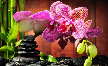 Spa still life - pretty, relax, spa, beautiful, orchid, lovely, flower, petals, still life, bamboo, leaves, stones