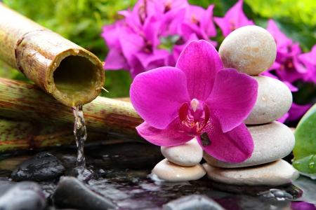 Spa flower - orchid, greenery, stream, water, lovely, still life, pretty, beautiful, pink, spa, stones, relax, flower