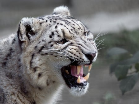 Snow Leopard - white, teeth, leopard, animals