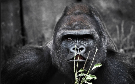 Lowland Gorilla - Gorilla, Primates, Animals, Eyes