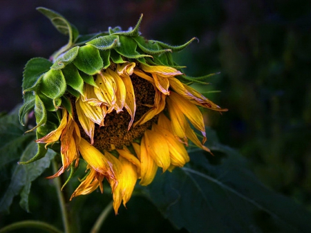 Time to sow - flower, sun flower, yellow, brown