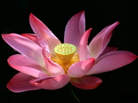 Lotus in pink - lotus, flower, yellow, pink