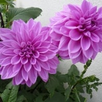 Lilac Dahlias Duo