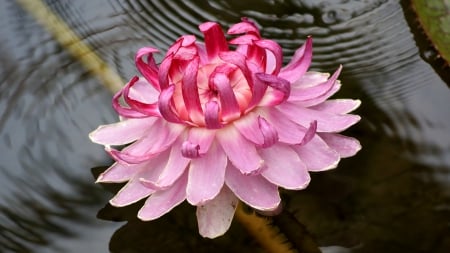 Nymphaeaceae - nymphaeaceae, nelumbo nucifera, victoria, nymphaea, lotus, longwood hybrid, water lily, flowers, flower