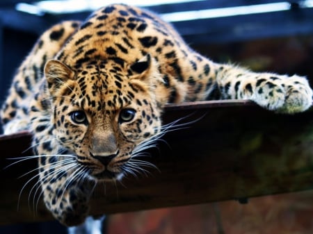 Jaguar - looking, eyes, hunter, predator