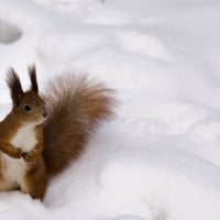 Squirrel in the Snow