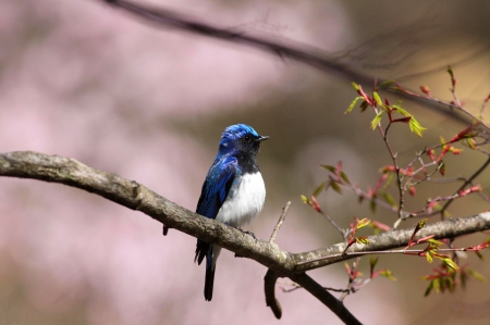 CUTE BIRDIE - bird, cute, lonely, leaves