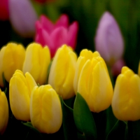 TULIPS