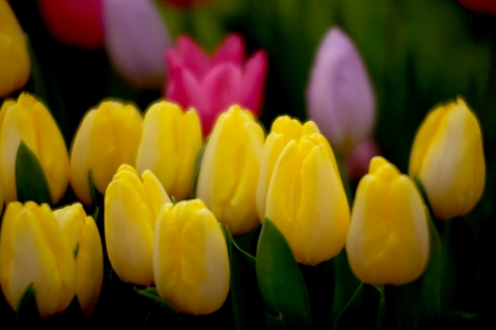 TULIPS - nature, purple, yellow, pink, tulips, flower