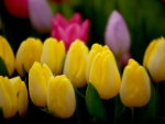 TULIPS