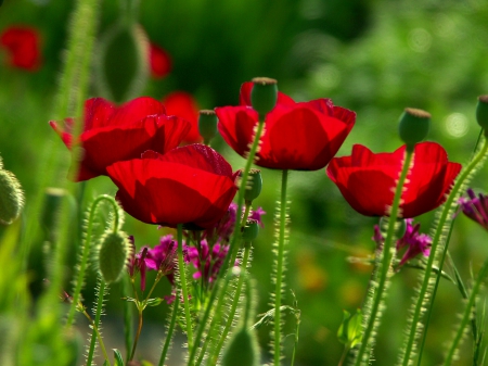 RED POPPIES - nature, red, field, flowers, poppies