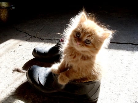 CUTE KITTY - cute, light, shoe, kitten