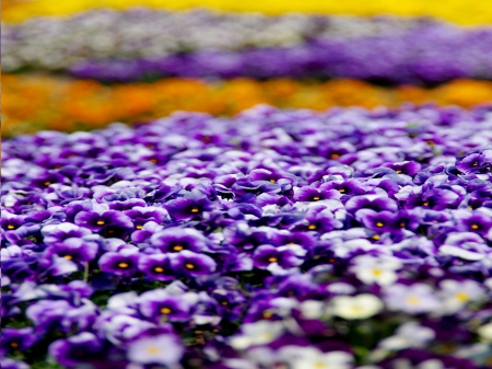 FLOWER FLOOR - flowers, field, nature, garden