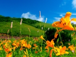 HILLTOP BLOSSOMS