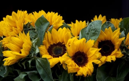 * Sunflowers * - flowers, flower, sunflower, nature