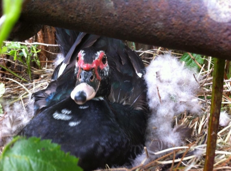 Little darlin sitting on her precious eggs - hatch, bird, duck, lovely, sweet, precious, safe, nest, wings, feathers