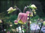 Columbine