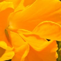 Yellow Macro