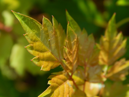 Maple Leaf - nature, maple leafs, pretty, macro