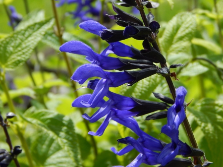 Blue Flower - nature, macro, blue, outdoor, flower