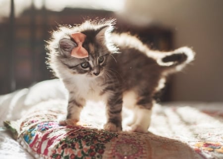 Cat - hat, pretty, cat face, beautiful, lovely, paws, cat, kitten, cute, cats, face, sleeping, animals, kitty