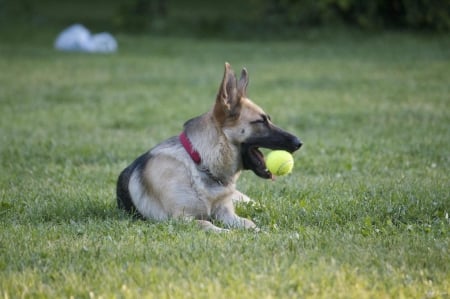 German shepherd - animal, pretty, cute, animals, beautiful, sweet, puppy, puppys, dogs, lovely, dog