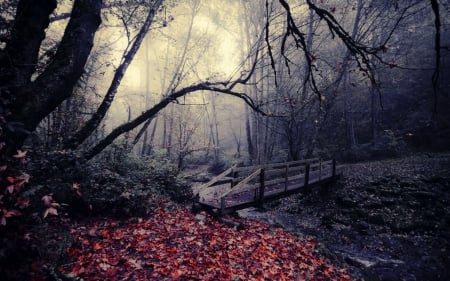 Forest - nature, forest, dark, rain, river, tree, bridge