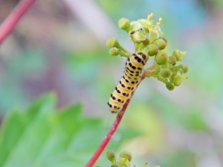 Caterpillar HD Wallpaper - nature, butterfly, pretty, plant, caterpiller