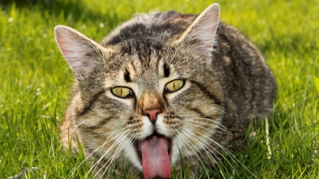 Blaah! - mouth, grass, open, cat