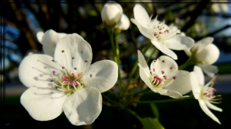 Sunset Bloom - white, bloom, petals, blossom, spring