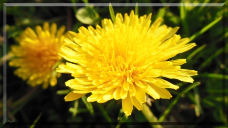 Sunset Glory - yellow, bloom, dandelion, blossom, weed