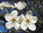 Tree Blossoms