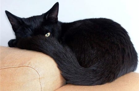 Stealthy Black Cat - pillow, lying, cat, stealthy, mysterious, couch, black