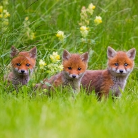 Adorable Young Foxes