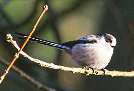 bird - long, branch, tit, tail