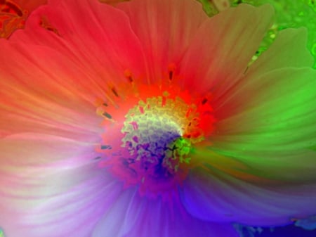 flower centre - round, colors, rainbow, heart