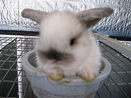 bunny in a bucket - lop, grey, beige, smoke