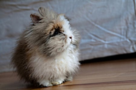 angora rabbit - on, room, floor, stands