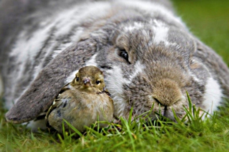 Bird and rabbit - in, big, together, grass