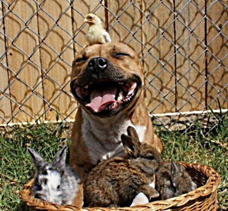 group of animals - standing, sitting, fence, basket