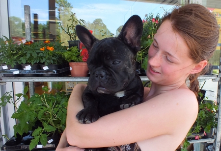 French bulldog. - dogs, people, animals, other