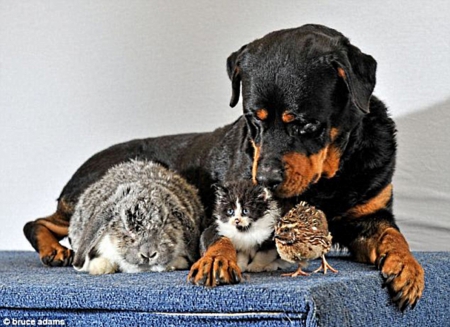 pets on a table - cat, bunny, bird, dog