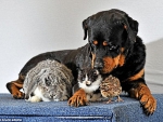 pets on a table